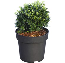 Buxus in pot