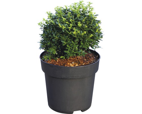 Buxus in pot