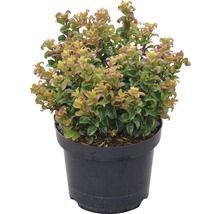 FLORASELF Druifheide Leucothoe axillaris 'Twisting Red' potmaat Ø 23 cm H 30-40 cm