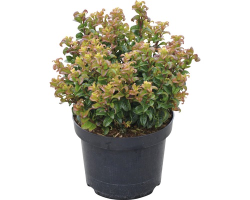 Japanse dwergstruikheide in pot