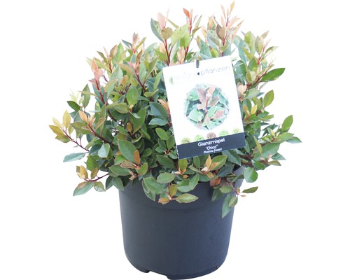 FLORASELF Glansmispel Photinia fraseri 'Chico' potmaat Ø23.5 cm H 30-40 cm