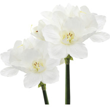 Twee kunstmatige narcissen met witte bloemen