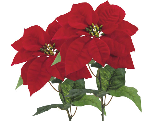 Twee rode kerststerren als decoratie
