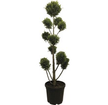 Vormsnoeiplant in een pot