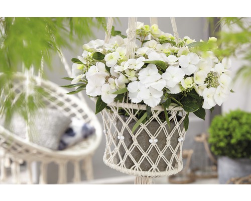 Hangende bloempot met witte hortensia in macramé houder