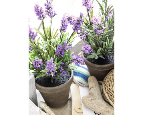 Twee lavendelplanten in pot