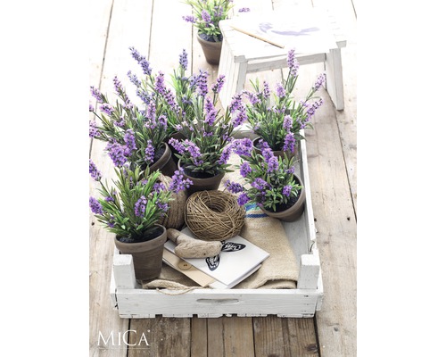 Decoratieve lavendelplanten in potten, gearrangeerd in een witte houten kist op een houten tafel.