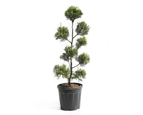 FLORASELF Conifeer Cupressocyparis leylandii 'Castlewelland Gold' potmaat Ø 31 cm H 80-100 cm FLORASELF Conifeer Cupressocyparis leylandii 'Castlewelland Gold' potmaat Ø 31 cm H 80-100 cm