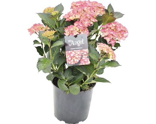 Hortensia Red Angel in pot