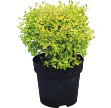 Liguster plant in pot voor de tuin