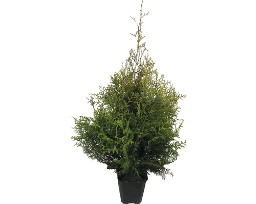 FLORASELF Levensboom Thuja occidentalis 'Brabant' H 80-100 cm in plantcontainer Levensboom in pot