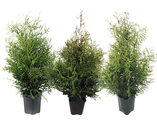 Drie groene Thuja planten in pot