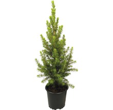 Potspar in pot