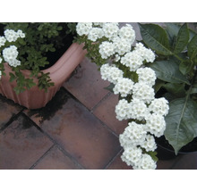 FLORASELF Spierstruik Spiraea nipponica 'Snowmound' potmaat Ø 29,0 cm H 80-100 cm