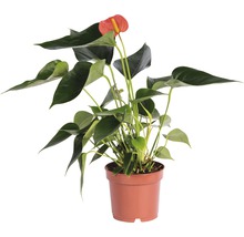 Anthurium kamerplant in pot