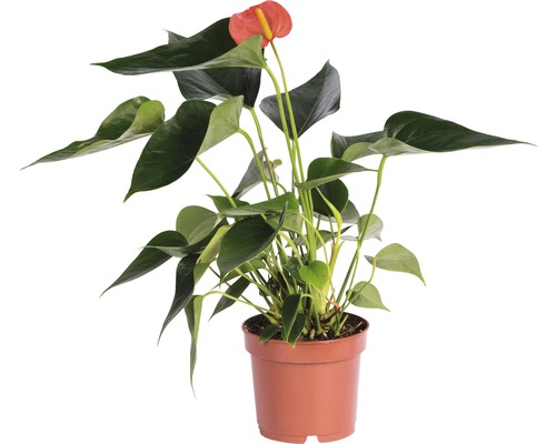Anthurium kamerplant in pot