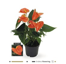 Anthurium plant in pot met de aanduiding ''Eindeloos bloeiend''