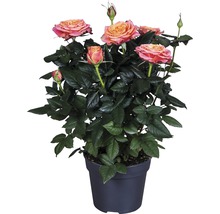 Roos in pot