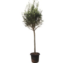 Olijfboom in pot