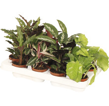 Tray met verschillende kamerplanten