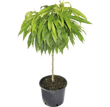 Perzikboom in pot