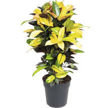 Kroton kamerplant in pot