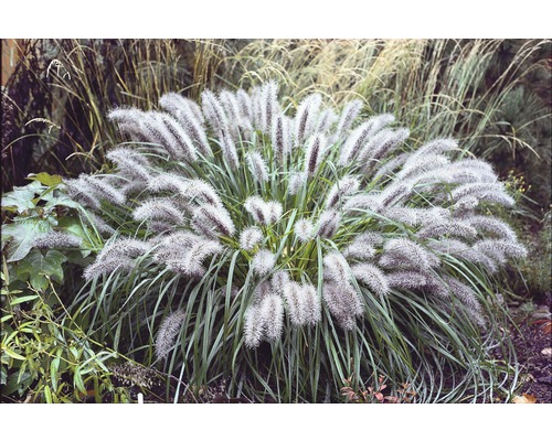 FloraSelf Lampenpoetsersgras Pennisetum alopecuroides 'Little Bunny' potmaat Ø 14 cm H 5-20 cm