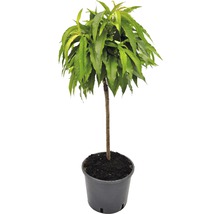 Perzikboom in pot