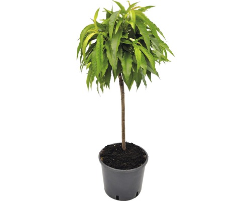 Perzikboom in pot