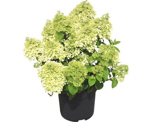 FLORASELF Pluimhortensia Hydrangea paniculata 'Bobo'® potmaat Ø 23.0 cm H 50-60 cm