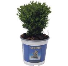 Teddy-cipres in pot