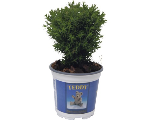 FLORASELF® Westerse levensboom Thuja occidentalis 'Teddy' potmaat Ø21 cm