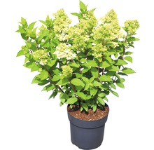 Hortensia Hydrangea paniculata 'Magical Candle' ® potmaat Ø 23 cm H 50-60 cm