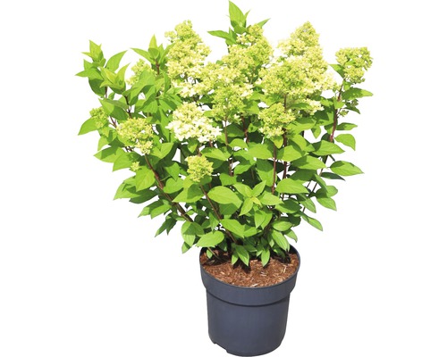 Pluimhortensia in pot