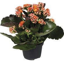 Flammendes Käthchen in een pot