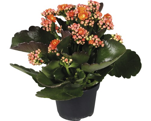 FLORASELF Vetplant Kalanchoë potmaat Ø 12,0 cm H 20-25 cm