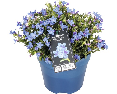 Blauwparelstruik ''Heavenly Blue'' in pot