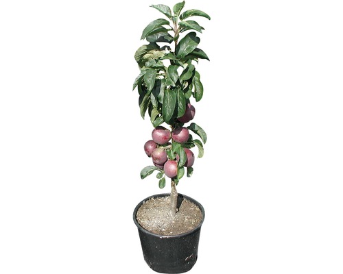Appelboom in pot met appels en bladeren