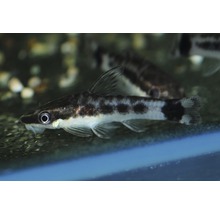 Otocinclus aquariumvis met donkere vlekken