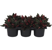 Driepak Peperomia plant in pot