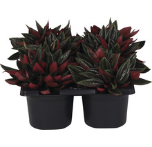 Sierasperge in potten in een plastic verpakking