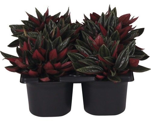 Sierasperge in potten in een plastic verpakking