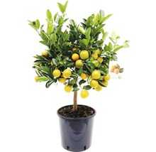 Mandarinenboom in pot met vruchten en bladeren