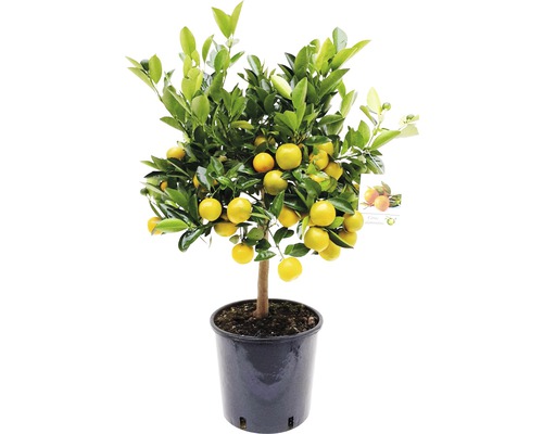 FLORASELF Kamersinaasappel Citrofortunella mitis potmaat Ø 21.0 cm H 40-60 cm Mandarinenboom in pot met vruchten en bladeren