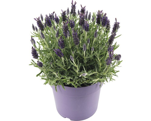 Lavendel in pot
