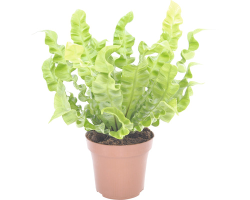 Nestvaren in een pot