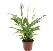 Planten set kamerplanten "woongezondheid" potmaat Ø 12 cm H 20-40 cm 4-pack-thumb-1