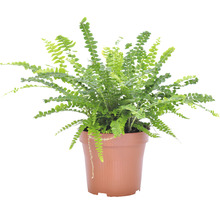 Planten set kamerplanten "woongezondheid" potmaat Ø 12 cm H 20-40 cm 4-pack-thumb-4