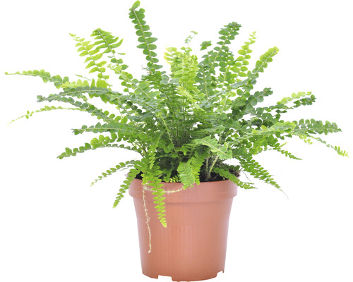 Groene eikvaren in een plantenpot