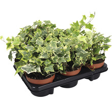 Klimop planten in potten op een dienblad
